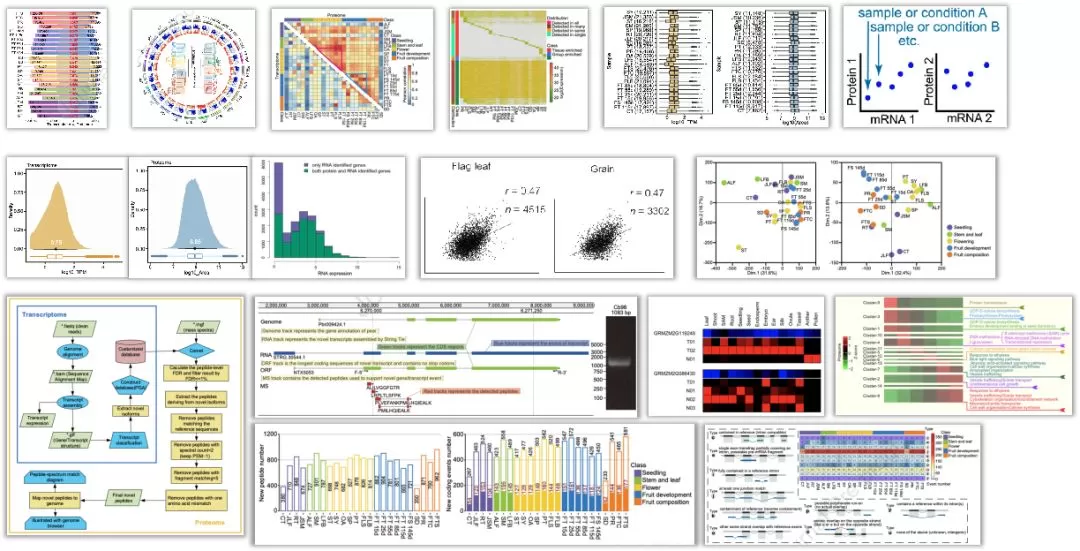 Figure 2. Presentation of some analysis in proteogenomics